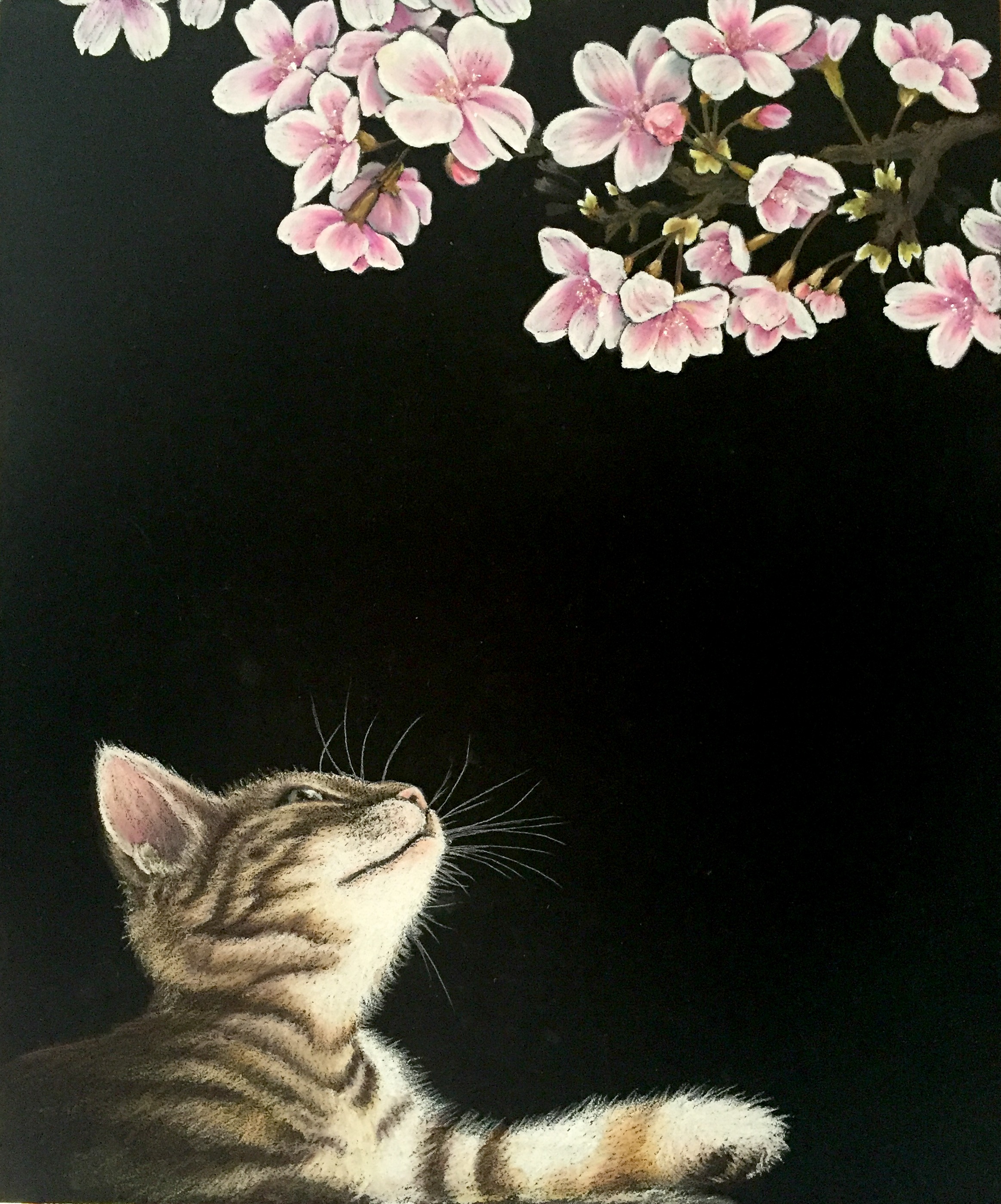 春・桜・猫