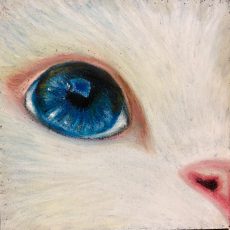 Cat’s eye